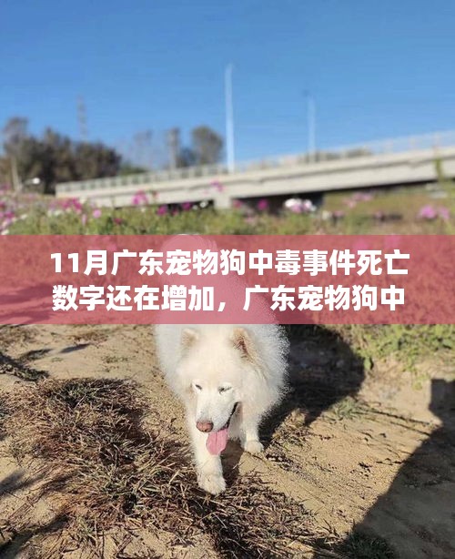 廣東寵物狗中毒事件持續(xù)發(fā)酵，死亡數(shù)字增加，深度分析與個人觀點觀察