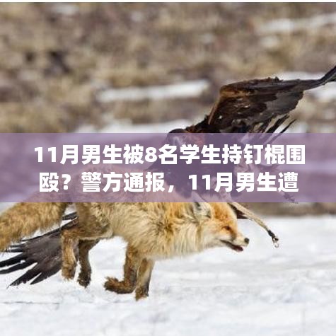 警方通報(bào)，11月男生遭學(xué)生持釘棍圍毆事件深度解析與解讀