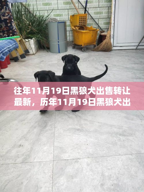 深度解析，歷年11月19日黑狼犬出售轉(zhuǎn)讓現(xiàn)象，某觀點(diǎn)立場(chǎng)與理由探討