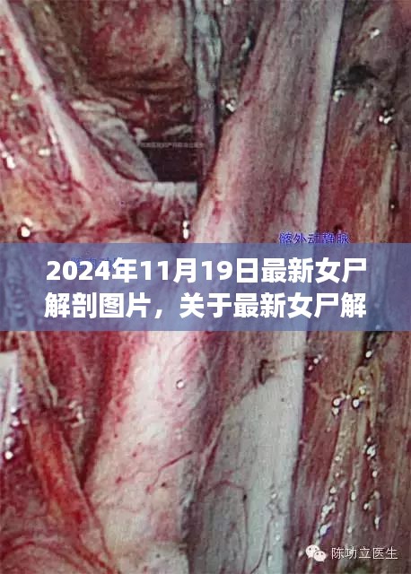 最新女尸解剖圖片探討，倫理與學(xué)術(shù)視角