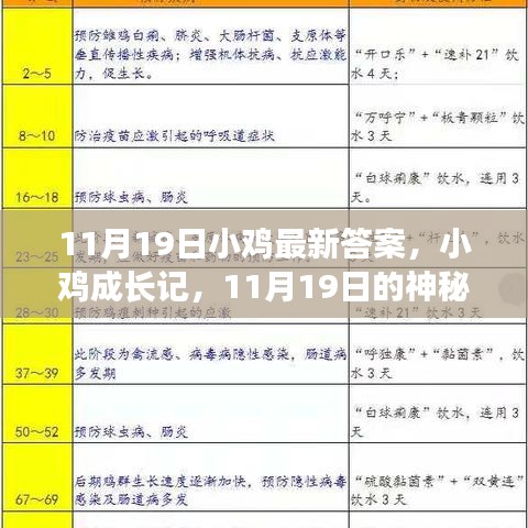小雞成長記，神秘答案揭曉與友情之旅的啟程（11月19日最新）