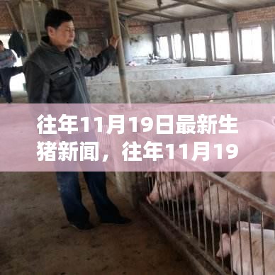 往年11月19日最新生豬新聞深度解析與介紹