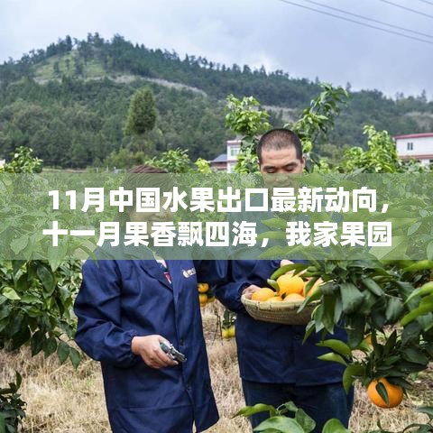 11月水果出口最新動(dòng)態(tài)，果香飄四海，跨國友情與果園的出口奇遇
