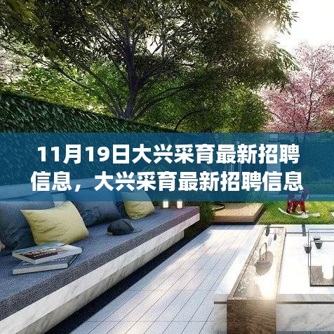 大興采育最新招聘信息發(fā)布，職場人的福音降臨（11月19日版）