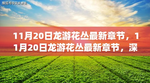 11月20日龍游花叢最新章節(jié)，深度測評與詳細(xì)介紹