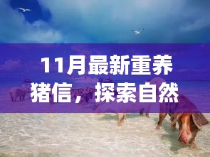 重養(yǎng)豬信，與自然美景的奇妙冒險之旅