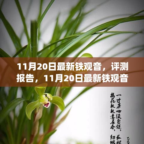 11月20日鐵觀音深度評(píng)測(cè)報(bào)告，品質(zhì)、體驗(yàn)與市場(chǎng)對(duì)比解析