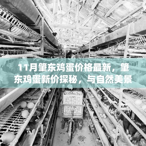 肇東雞蛋最新價(jià)格揭秘，自然美景與心靈平和之旅的雙重探尋