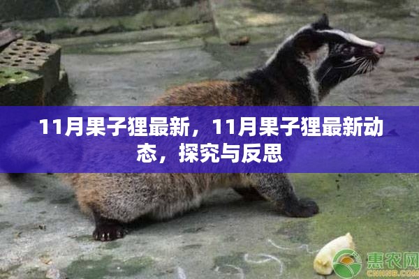 探究與反思，最新動態(tài)下的果子貍生存狀況觀察（11月最新資訊）