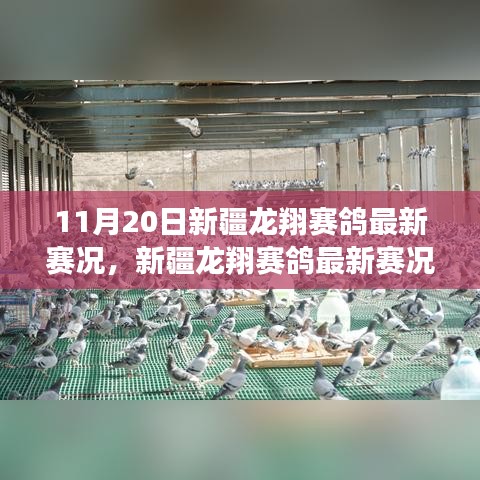 新疆龍翔賽鴿翱翔藍(lán)天，最新賽況與學(xué)習(xí)變化的力量與自信