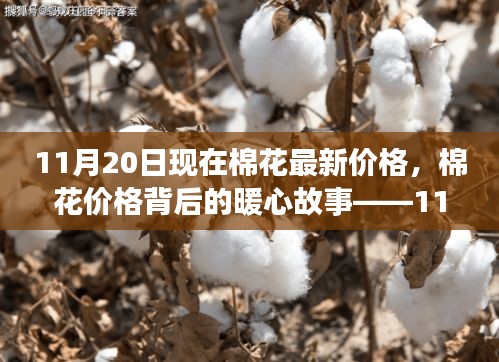 11月20日棉花最新價格背后的暖心故事