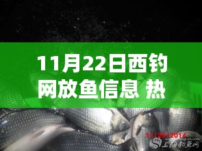 11月22日西釣網(wǎng)放魚信息全解析，從熱門指南到精通技巧