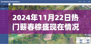 蘄春棕盛2024年11月22日現(xiàn)狀揭秘，日常溫馨與奇遇