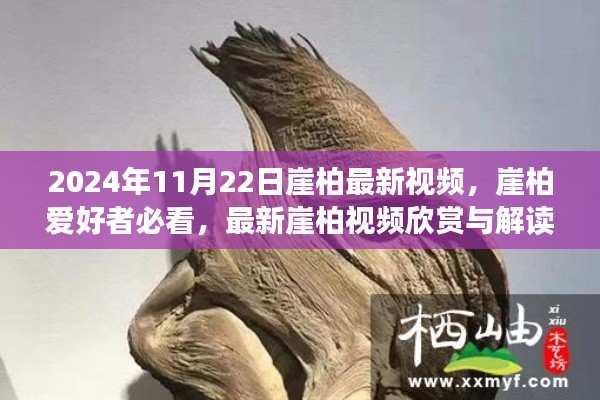 2024年崖柏最新視頻欣賞與解讀，獨家呈現(xiàn)，崖柏愛好者必看