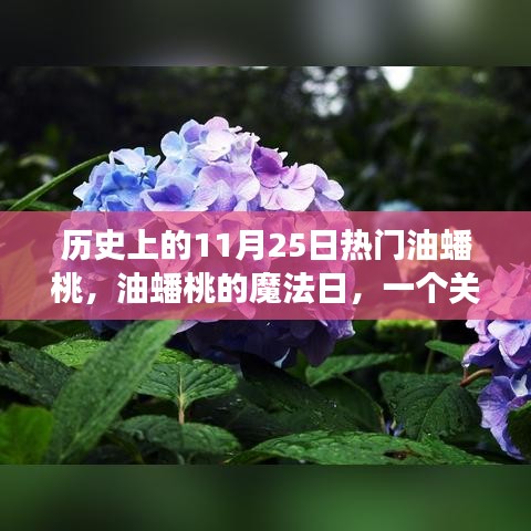 歷史上的油蟠桃魔法日，友情、愛與陪伴的溫馨故事