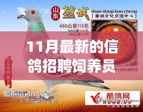 11月最新信鴿飼養(yǎng)員招聘，人才匹配與職業(yè)發(fā)展多維度探討