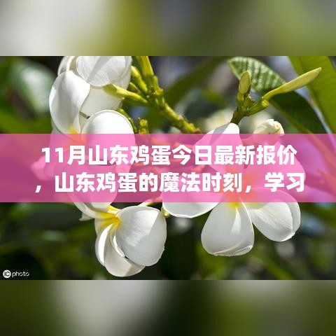 山東雞蛋最新報價，點(diǎn)亮希望之光，成就夢想之路