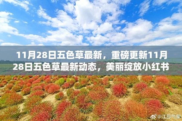11月28日五色草最新動態(tài)，美麗綻放小紅書，重磅更新揭秘
