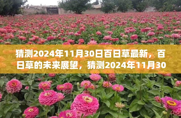百日草的未來展望，揭秘2024年百日草最新動態(tài)與未來趨勢分析