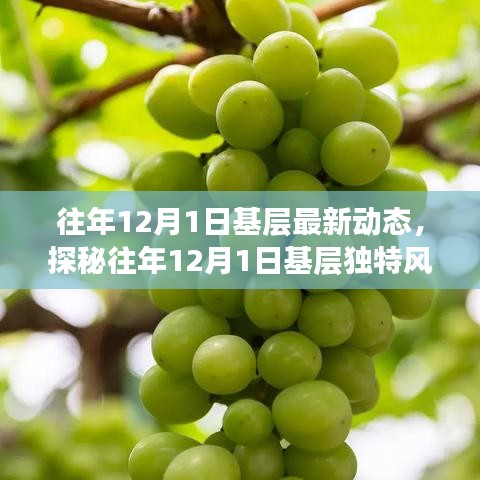 揭秘往年12月1日基層動態(tài)，巷弄深處的獨特風(fēng)情與隱藏瑰寶