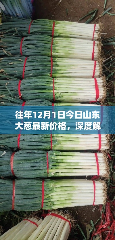 深度解析，山東大蔥歷年12月1日最新價格及市場表現概覽