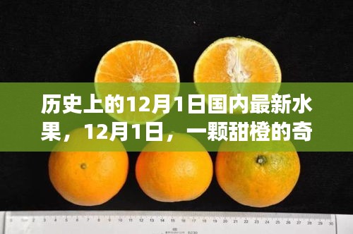 暖心故事，甜橙奇遇記——紀(jì)念歷史上的12月1日國(guó)內(nèi)最新水果