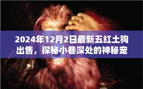 最新五紅土狗出售紀實，探秘神秘寵緣，尋找獨一無二的紅土狗樂園