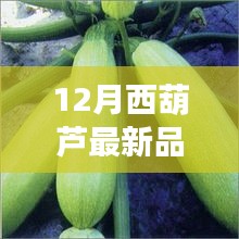 12月西葫蘆新品全面解析，特性、使用體驗與目標用戶分析