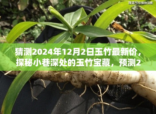 探秘小巷深處的玉竹寶藏，預(yù)測2024年12月最新行情與玉竹價格展望