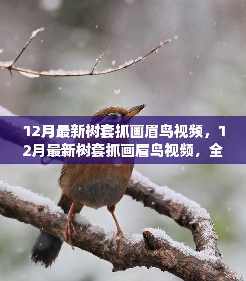 最新樹套抓畫眉鳥視頻，全面評測與介紹指南