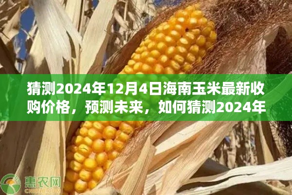 揭秘未來，海南玉米最新收購價格預(yù)測報告（至2024年12月4日）