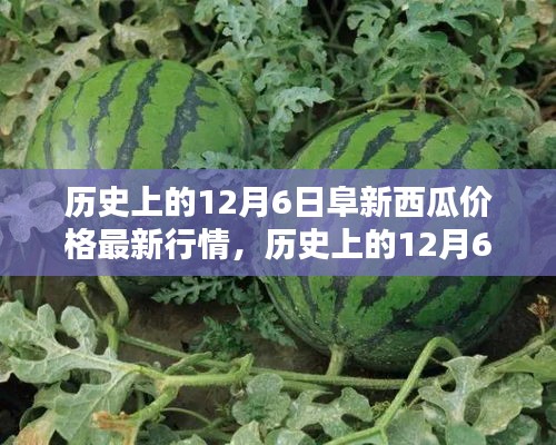 歷史上的阜新西瓜價(jià)格深度解析，最新行情回顧與深度解析（12月6日）