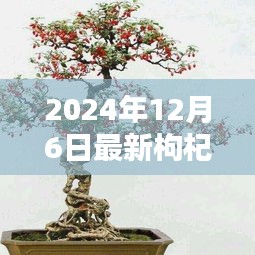 時(shí)代背景下的藝術(shù)瑰寶，最新枸杞盆景圖片大全 2024年精選