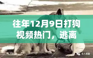 探索自然美景與狗同行，尋找內(nèi)心的寧?kù)o之旅