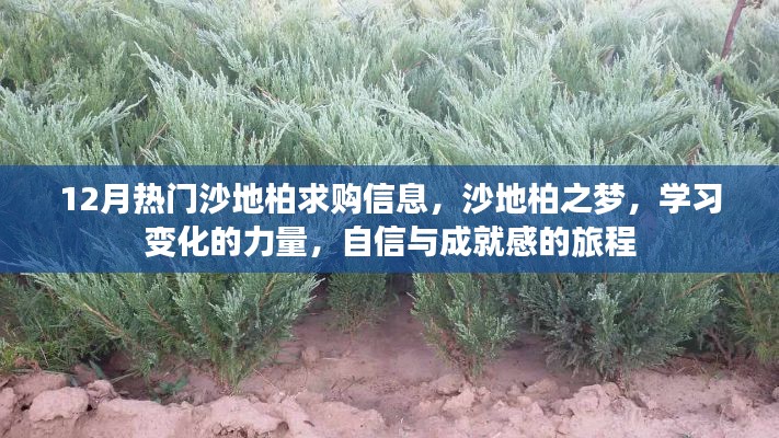沙地柏之夢，探索學(xué)習(xí)變化的力量，自信成就感的旅程與最新求購信息