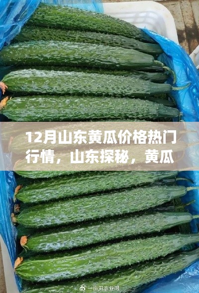 揭秘山東黃瓜行情，探尋心靈寧靜之旅的熱門黃瓜價格解析