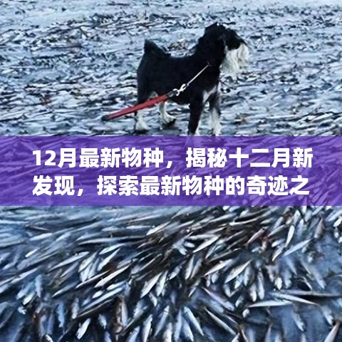 揭秘十二月新物種，探索最新發(fā)現(xiàn)的奇跡之旅