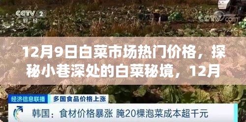 探秘白菜秘境，揭秘白菜市場(chǎng)獨(dú)家熱門(mén)價(jià)格，白菜市場(chǎng)最新行情報(bào)道（12月9日）