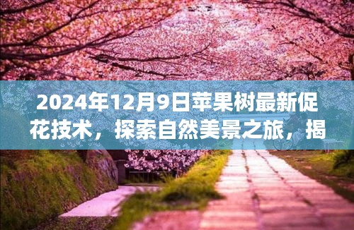 揭秘蘋果樹促花新技巧，探索自然美景之旅與內(nèi)心的寧靜平和之道（最新技術(shù)分享）