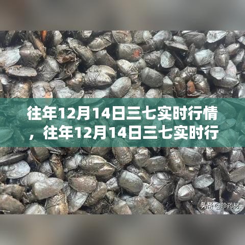 往年12月14日三七行情深度解析及實時動態(tài)觀察