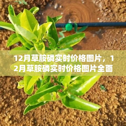 12月草胺磷實時價格圖片詳解與全面評測