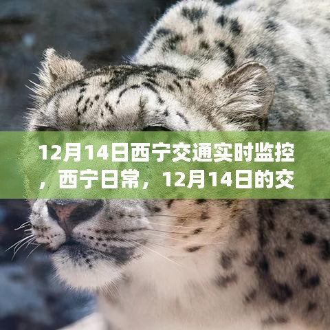 12月14日西寧交通實(shí)時(shí)觀察，日常奇遇與暖心陪伴的時(shí)刻
