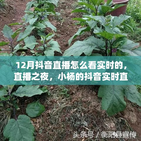 12月抖音直播實(shí)時觀看指南，小楊的暖心直播之旅與陪伴時刻