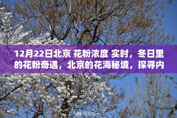 冬日北京花粉濃度實(shí)時(shí)探秘，探尋花海秘境中的內(nèi)心寧靜與和諧