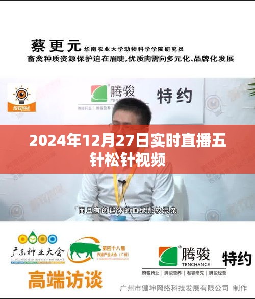 五針松針直播視頻，實時觀賞與解析