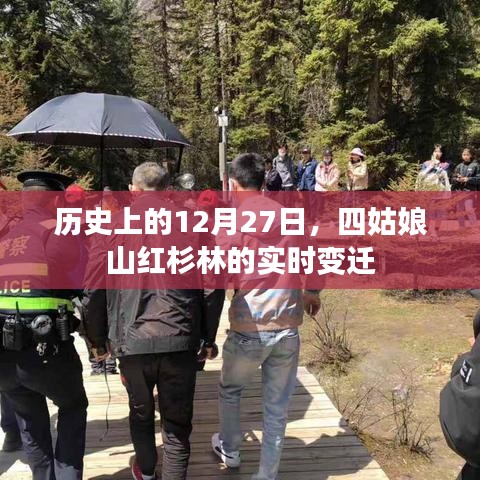 四姑娘山紅杉林實(shí)時變遷，歷史視角下的十二月二十七日觀察