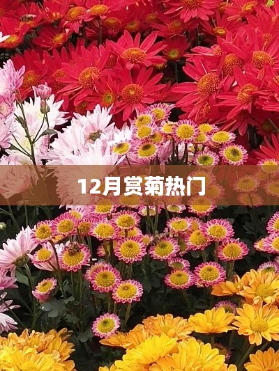 十二月賞菊盛宴開啟