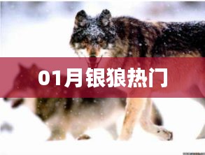 01月銀狼熱門(mén)風(fēng)采展示