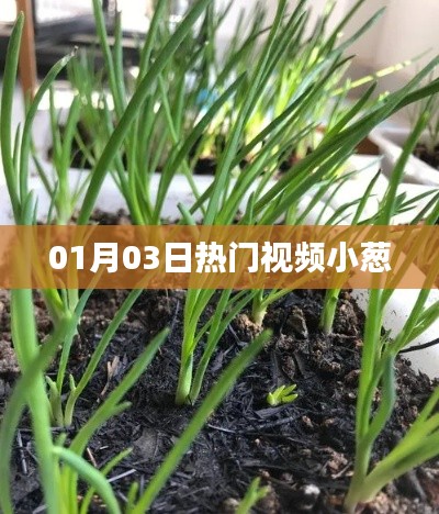 熱門視頻小蔥，最新流行趨勢一網(wǎng)打盡！