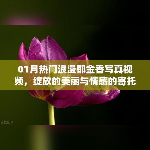 熱門郁金香寫真視頻，綻放美麗與情感寄托